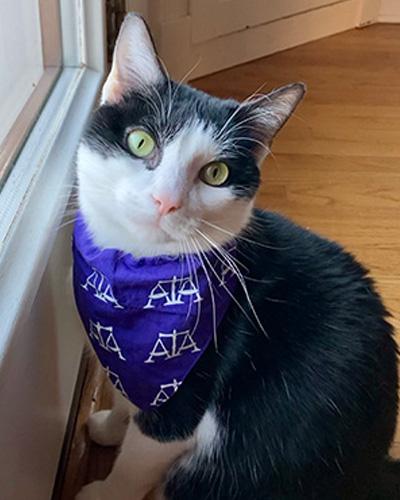 Kitty